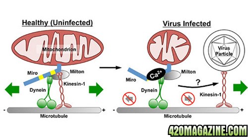 viruses-that-attack-the-nervous-system-may-thrive-by-disrupting-cell-function.jpg
