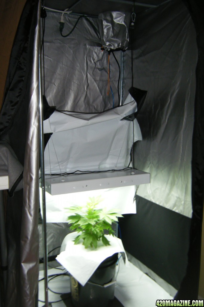 122_mother_growing_in_drying-tent.JPG