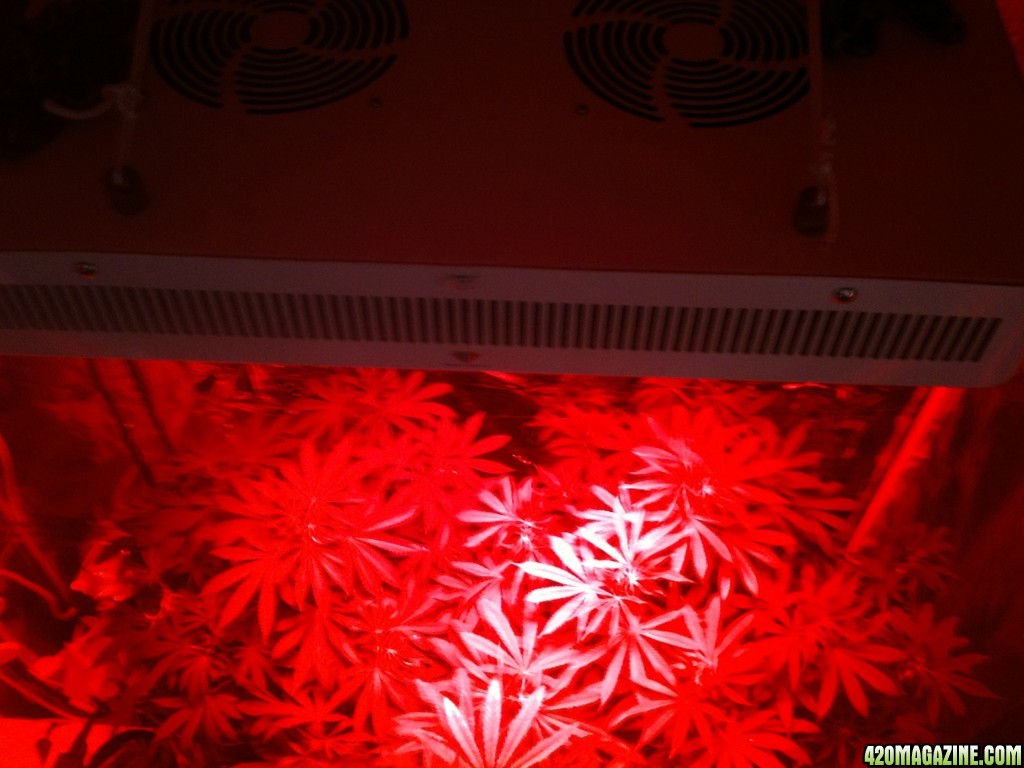 NEW_-_Diamond_Series_LEDs_-_Extreme_3w_LED_Technology_flowering_stage_300w.JPG