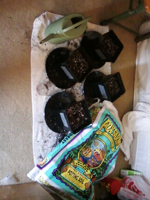 babysproutsbeingpotted.jpeg