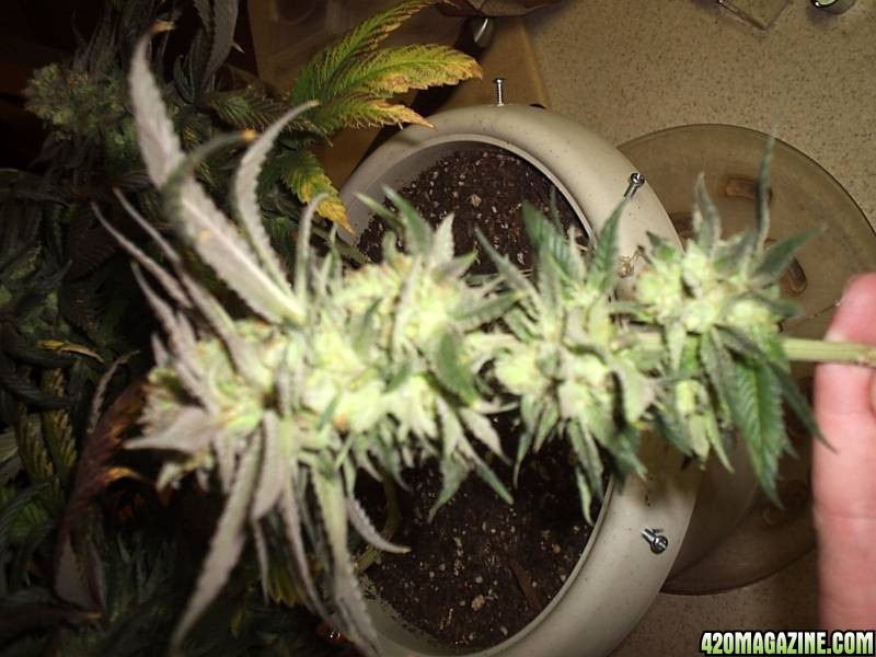 right_front_day_63_harvest.JPG