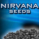 Nirvana Seeds Nirvana