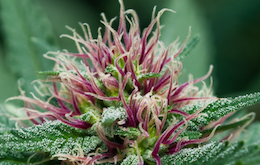 flower260x165 Cannabis Bud Beans