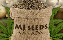 Logo17 MJ Seeds Canada