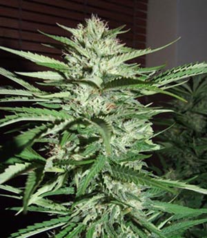 pineapple_express_g13_labs_seeds_1