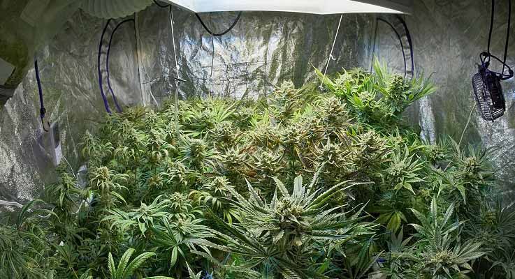 small-garden-marijuana