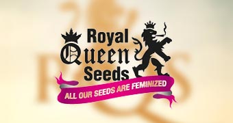 royal_queen_seeds-2 royal queen seeds