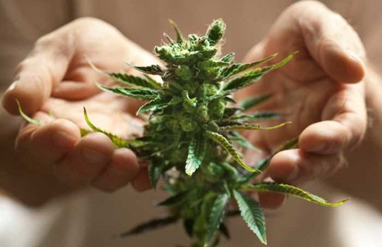 Марихуана и паркинсон удобрения для марихуаны во время цветения