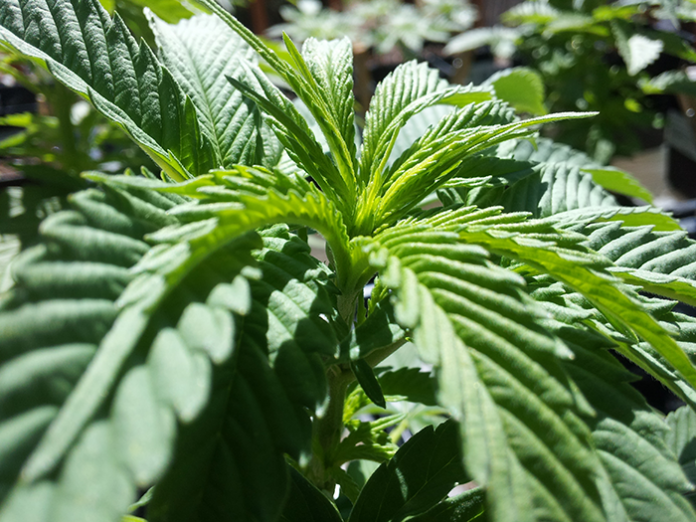 A young cannabis plant enjoys the sunlight