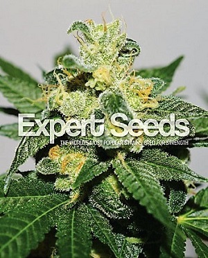 Expert Seeds