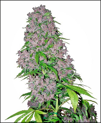 Purple Bud Sensi Seeds