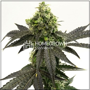 Blueberry Autoflower Cannabis Seeds
 Homegrown Cannabis Co