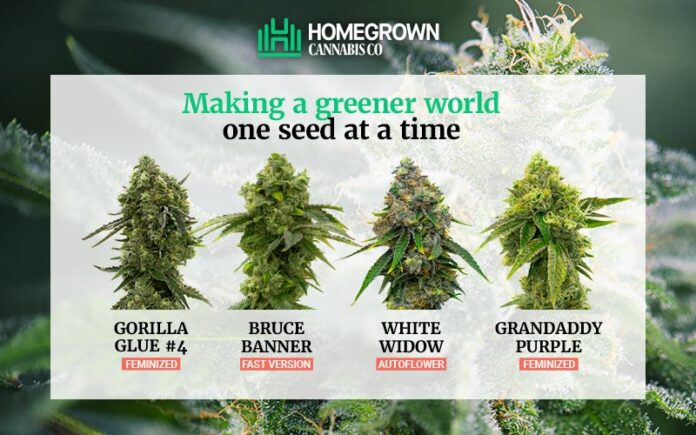 HomeGrownCannabis Co Home Page Image Homegrown Cannabis Co