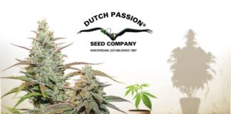 DP Home Page Dutch Passion