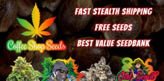420 Magazine Coffee Shop Seeds