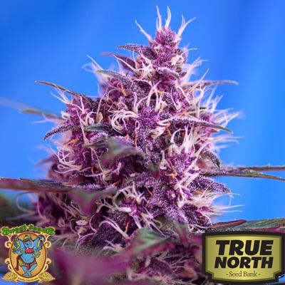 Red Poison Auto Feminized Seeds True North Seed Bank