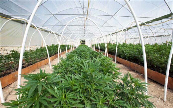 New York's First Legal Marijuana Crop