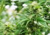 Cannabis flower war on drugs