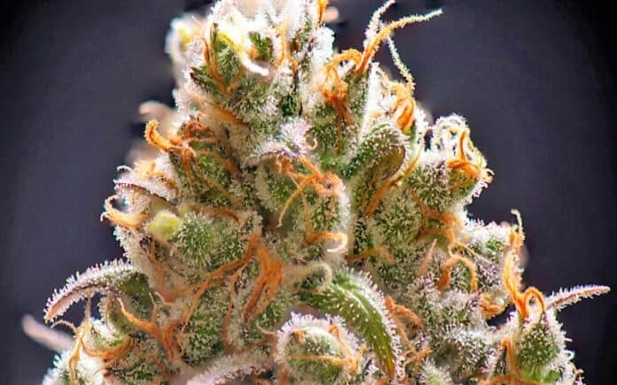 Cannabis flower macro Highly Potent Pot