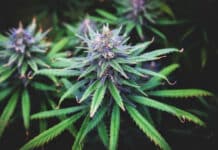 Cannabis plant Missouri voters