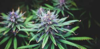 Cannabis plant Missouri voters