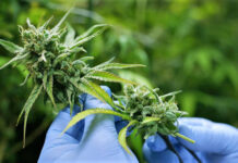 Cannabis research Cannabidiol Research