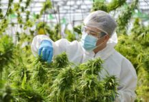 Inspecting-Medical-Marijuana-Grow Switzerland legalizes