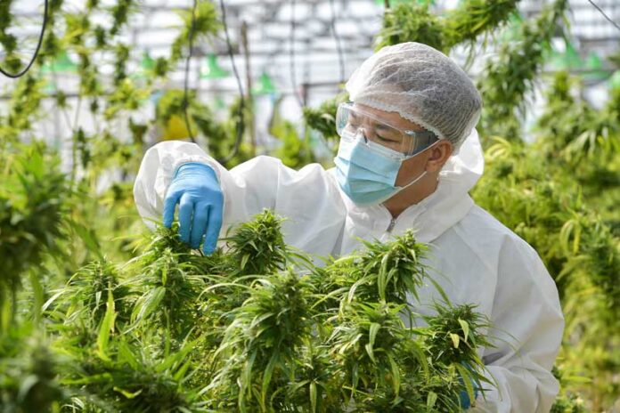Inspecting-Medical-Marijuana-Grow Switzerland legalizes