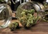 Jar of cannabis medical cannabis