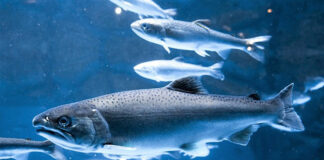salmon hemp aquafeed