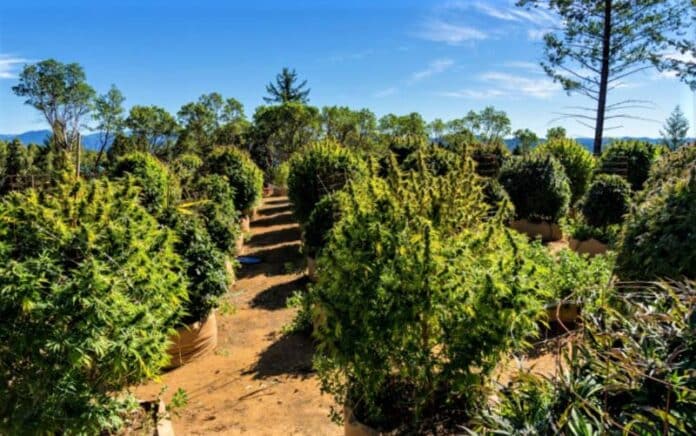Californian cannabis plantation climate change