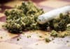 Cannabis and joint recreational marijuana