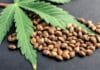 Cannabis leaf and seeds Florida Commissioner