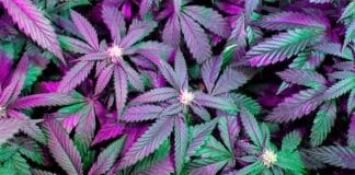 Cannabis plants Illinois marijuana