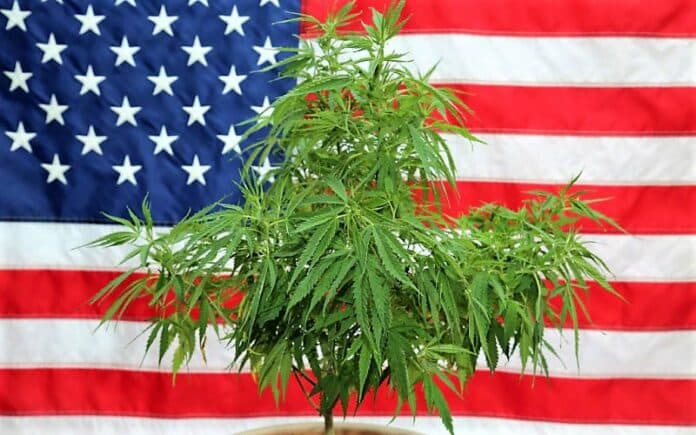 US flag cannabis loosen marijuana laws