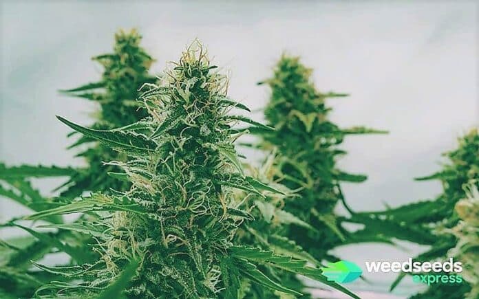 WSE Featured article Best Strains