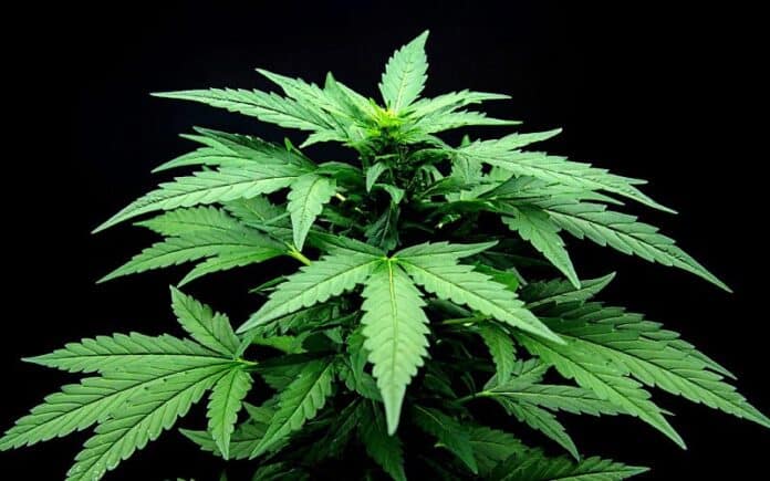 Young cannabis plant homegrown marijuana