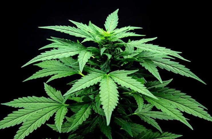 Young cannabis plant homegrown marijuana
