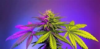 Cannabis flower UK police