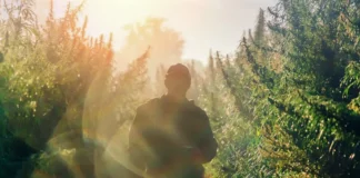 Man in cannabis farm California