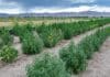 Nevada cannabis