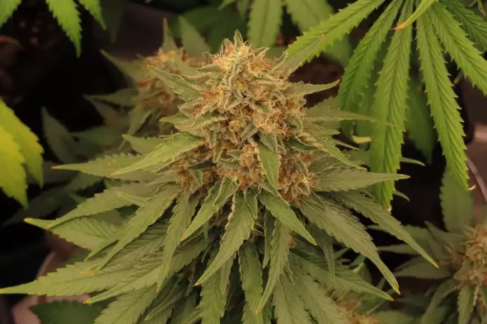 Cannabis flower grow journal