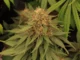 Cannabis flower grow journal