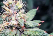 Cannabis flower macro science