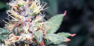 Cannabis flower macro science
