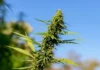 Cannabis outdoors Legalise Cannabis Victoria