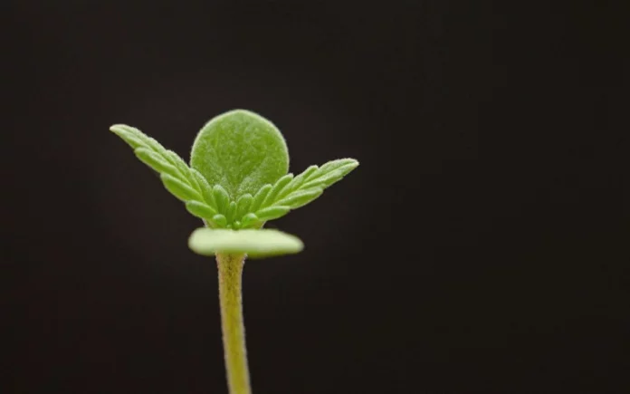 Cannabis seedling recreational marijuana