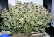 Jack Herer Plant of the Month