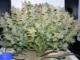 Jack Herer Plant of the Month