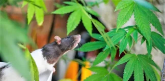 Rat and cannabis rats